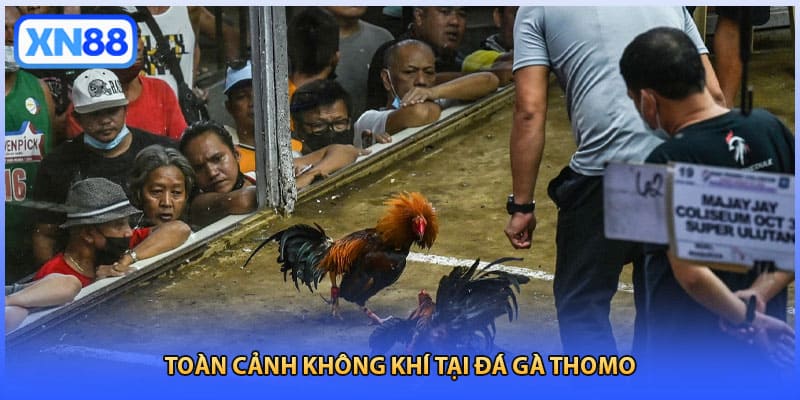 Toàn cảnh không khí tại đá gà Thomo